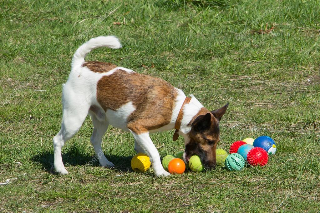 How to Teach Your Dog to Play With a Ball How to Choose a Dog Toy Ball Illustration 2