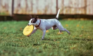 How to Train a Dog to Play Flying Disc and What to Look Out for Featured Image