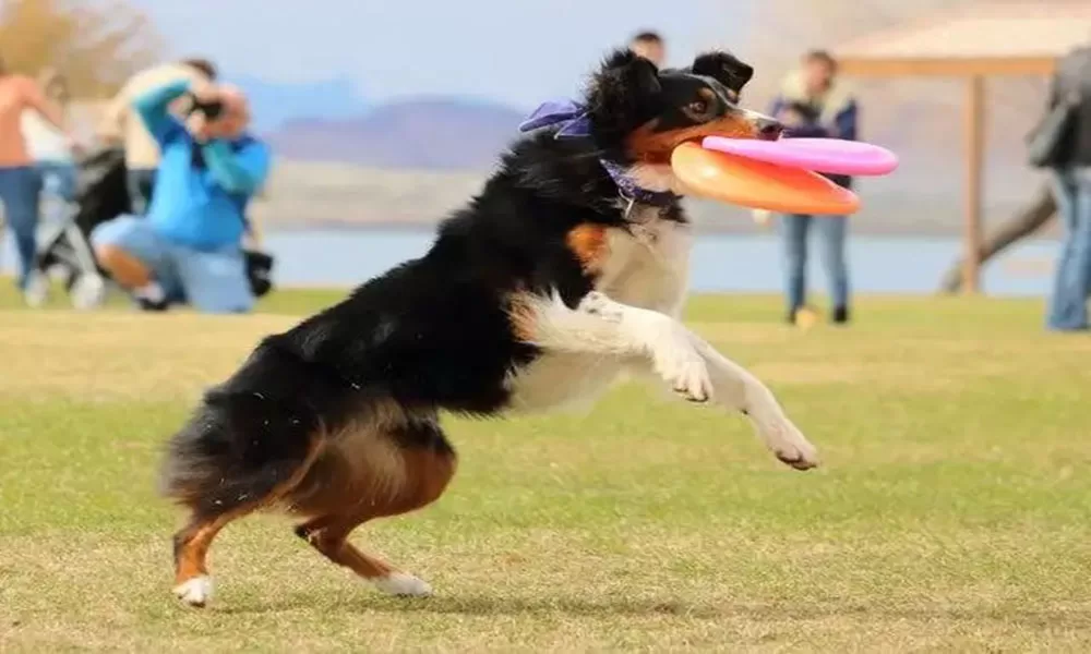 How to Train a Dog to Play Flying Disc and What to Look Out for Illustration 2